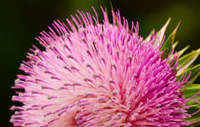 If you formerly had an allergic reaction to Viagra, do not take erectafil.