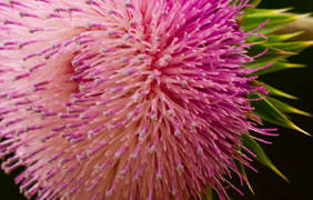 Do not quit or begin erectafil while pregnant without your physician's advice.