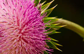 erectafil (furosemide) is a loophole diuretic popularly recommended for people identified with heart or liver disease that caused fluid loyalty.