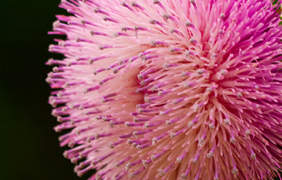 You must not utilize erectafil if you are allergic to famotidine or similar drugs such as ranitidine (Zantac), cimetidine (Tagamet), or nizatidine (Axid).